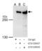 Transformation/Transcription Domain Associated Protein antibody, GTX129507, GeneTex, Immunoprecipitation image 