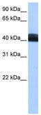 Leucine Rich Repeat Containing 17 antibody, TA339973, Origene, Western Blot image 