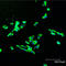 ShcA antibody, ADI-905-665-100, Enzo Life Sciences, Immunofluorescence image 