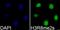 ASIP antibody, orb247644, Biorbyt, Immunofluorescence image 