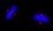 ALMS1 Centrosome And Basal Body Associated Protein antibody, IHC-00367, Bethyl Labs, Immunohistochemistry paraffin image 