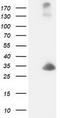 Deoxycytidine kinase antibody, TA502688, Origene, Western Blot image 