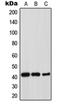 Thrombopoietin antibody, orb214668, Biorbyt, Western Blot image 