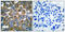 Keratin 15 antibody, A06791-3, Boster Biological Technology, Immunohistochemistry frozen image 