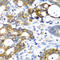 Amylase Alpha 2A (Pancreatic) antibody, 23-366, ProSci, Immunohistochemistry frozen image 