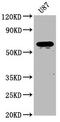 NPR3 Like, GATOR1 Complex Subunit antibody, CSB-PA619643LA01HU, Cusabio, Western Blot image 