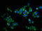 Cholinergic Receptor Muscarinic 3 antibody, LS-C369414, Lifespan Biosciences, Immunofluorescence image 