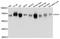 WD Repeat Domain 1 antibody, A12163, ABclonal Technology, Western Blot image 