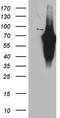 Kruppel Like Factor 11 antibody, TA811002S, Origene, Western Blot image 