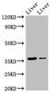 Glyoxylate reductase/hydroxypyruvate reductase antibody, orb52639, Biorbyt, Western Blot image 