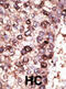 NAD-dependent deacetylase sirtuin-7 antibody, abx032751, Abbexa, Immunohistochemistry frozen image 
