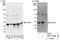 Sin3A Associated Protein 30 antibody, NBP1-92648, Novus Biologicals, Immunoprecipitation image 
