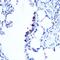 DNA topoisomerase I, mitochondrial antibody, GTX66397, GeneTex, Immunohistochemistry paraffin image 