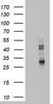 CD68 Molecule antibody, TA802949BM, Origene, Western Blot image 