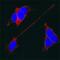 Synaptotagmin 1 antibody, MAB4364, R&D Systems, Immunofluorescence image 