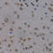 RNA Polymerase II Subunit L antibody, A2491, ABclonal Technology, Immunohistochemistry paraffin image 