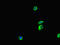 Ankyrin Repeat And Sterile Alpha Motif Domain Containing 6 antibody, LS-C677130, Lifespan Biosciences, Immunofluorescence image 