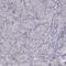 ELL Associated Factor 2 antibody, HPA008411, Atlas Antibodies, Immunohistochemistry paraffin image 