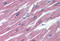 Opg antibody, MBS245190, MyBioSource, Immunohistochemistry frozen image 
