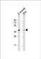 Protein Wnt-8a antibody, PA5-72285, Invitrogen Antibodies, Western Blot image 