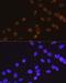 Histone Deacetylase 2 antibody, GTX01527, GeneTex, Immunofluorescence image 