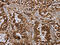 MOB Kinase Activator 1A antibody, CSB-PA240239, Cusabio, Immunohistochemistry frozen image 