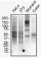 Mucin 1, Cell Surface Associated antibody, NBP1-60046, Novus Biologicals, Western Blot image 