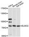 Engulfment and cell motility protein 2 antibody, A13785, ABclonal Technology, Western Blot image 