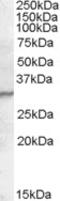 Peptidoglycan recognition protein 1 antibody, TA305756, Origene, Western Blot image 