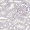Spermatogenesis Associated 24 antibody, HPA044000, Atlas Antibodies, Immunohistochemistry frozen image 