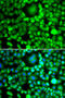 BH3-Like Motif Containing, Cell Death Inducer antibody, STJ29414, St John