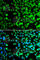 BCAS3 Microtubule Associated Cell Migration Factor antibody, A7274, ABclonal Technology, Immunofluorescence image 