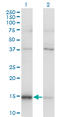 Mago Homolog, Exon Junction Complex Subunit antibody, LS-C139276, Lifespan Biosciences, Western Blot image 