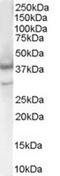 Caspase-4 antibody, TA302442, Origene, Western Blot image 