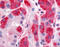 Dipeptidyl Peptidase 7 antibody, TA316677, Origene, Immunohistochemistry frozen image 