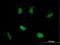 RAD51-associated protein 1 antibody, H00010635-B02P, Novus Biologicals, Immunocytochemistry image 