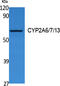 Cytochrome P450 Family 2 Subfamily A Member 6 antibody, STJ96458, St John
