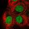 Polycomb protein EED antibody, HPA060089, Atlas Antibodies, Immunocytochemistry image 