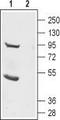 Anoctamin-2 antibody, TA328785, Origene, Western Blot image 