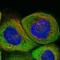 Obg Like ATPase 1 antibody, HPA035790, Atlas Antibodies, Immunofluorescence image 