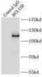 BAF Chromatin Remodeling Complex Subunit BCL11B antibody, FNab00838, FineTest, Immunoprecipitation image 
