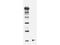 NEDD8-like protein RUB1 antibody, GTX48823, GeneTex, Western Blot image 