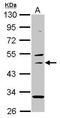 USH1 Protein Network Component Sans antibody, GTX109975, GeneTex, Western Blot image 