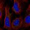 HEAT repeat-containing protein 1 antibody, NBP2-56942, Novus Biologicals, Immunocytochemistry image 
