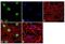 Protein Tyrosine Phosphatase Non-Receptor Type 11 antibody, 44-557G, Invitrogen Antibodies, Immunofluorescence image 