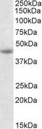 Neuroendocrine secretory protein 55 antibody, PA5-19315, Invitrogen Antibodies, Western Blot image 