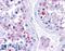 Ribosomal Protein L22 antibody, 46-296, ProSci, Immunohistochemistry frozen image 
