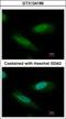 Chromodomain Helicase DNA Binding Protein 4 antibody, GTX124186, GeneTex, Immunofluorescence image 