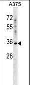 Pregnancy Specific Beta-1-Glycoprotein 2 antibody, LS-C162209, Lifespan Biosciences, Western Blot image 