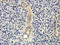 MHC II HLA-DR beta antibody, orb373689, Biorbyt, Immunohistochemistry paraffin image 